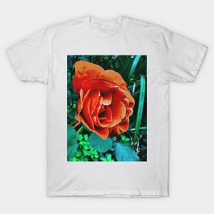 Orange Chinese Rose T-Shirt